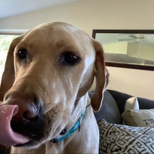 Meet your Posher, Allie